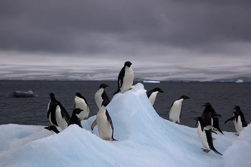 Adélie penguin (Pygoscelis adeliae)