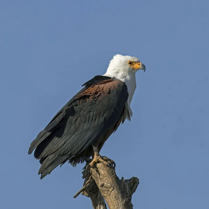 African fish eagle (Haliaeetus vocifer) adult showing its white head and chestnut-and-black body