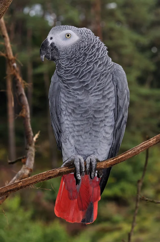 African grey parrot (Psittacus erithacus)