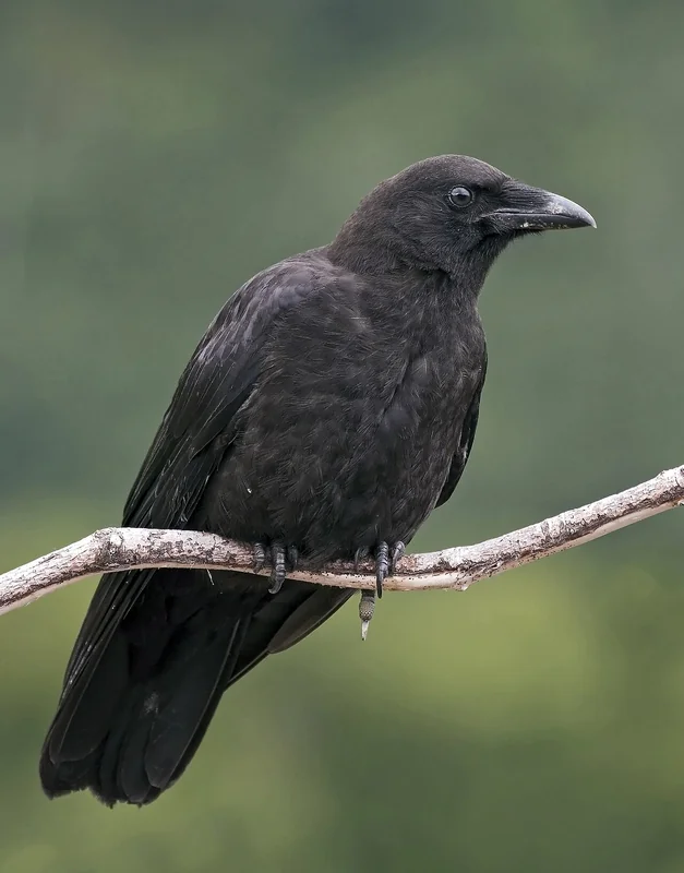 American crow (Corvus brachyrhynchos)