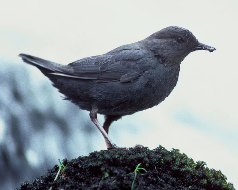 American dipper (Cinclus mexicanus)