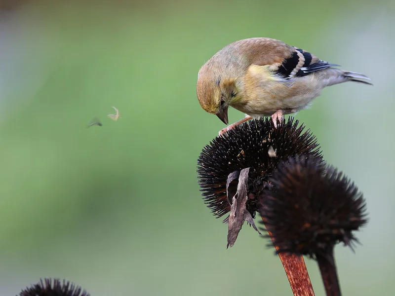 American goldfinch (Spinus tristis)