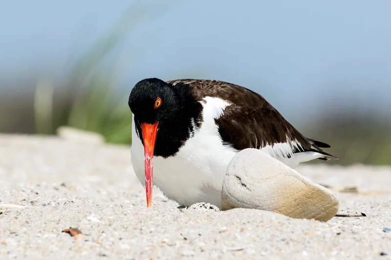 American oystercatcher (Haematopus palliatus)