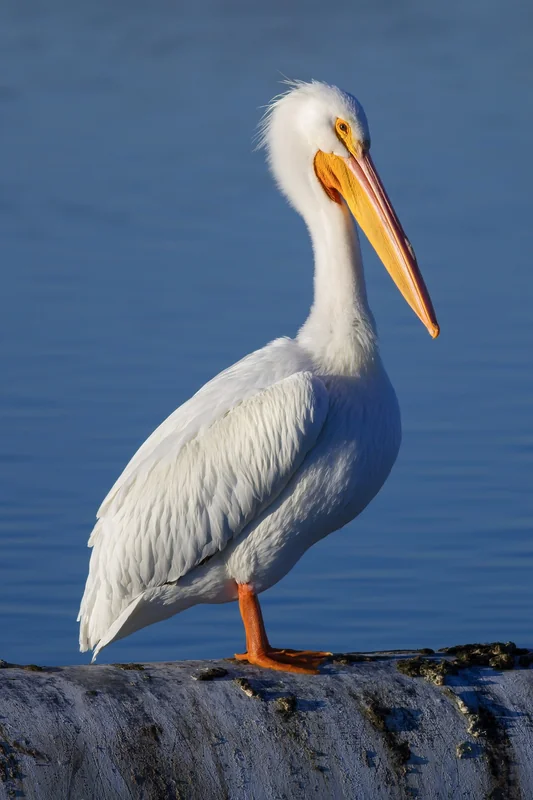 American white pelican (Pelecanus erythrorhynchos)
