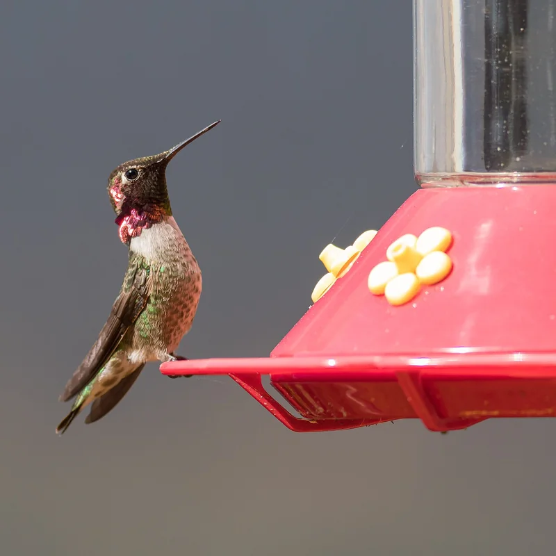 Anna's hummingbird (Calypte anna)