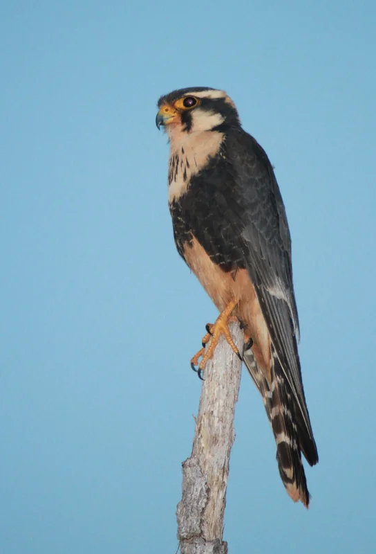 Aplomado falcon (Falco femoralis) adult showing dark upperparts, white supercilium, and rufous belly
