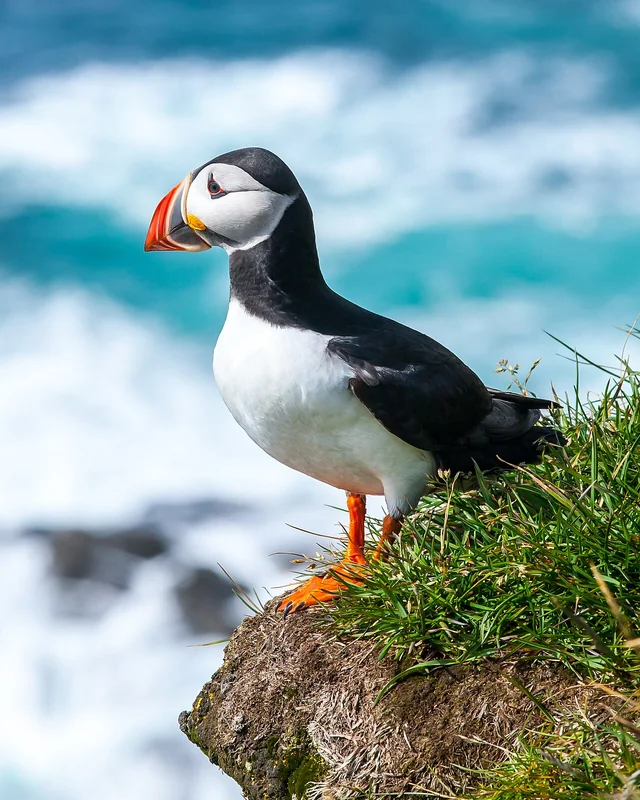 Atlantic puffin (Fratercula arctica)