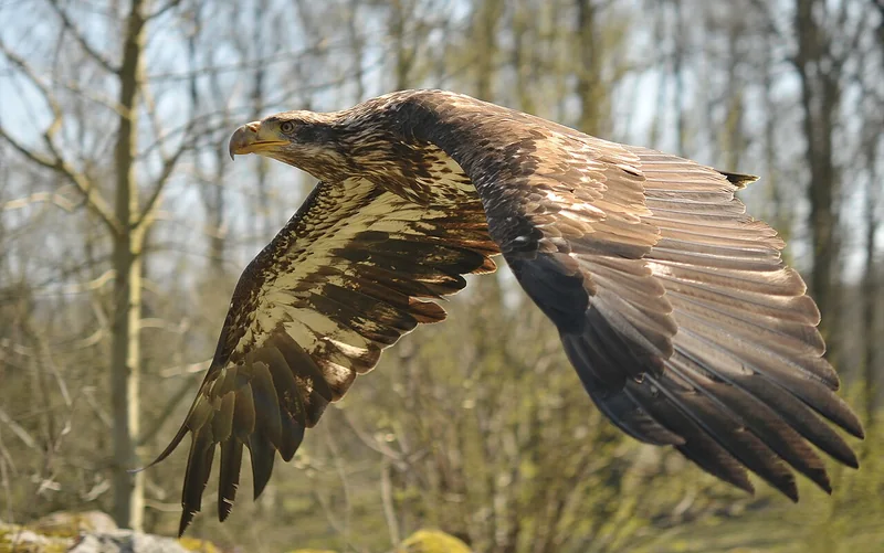 Bald eagle (Haliaeetus leucocephalus)
