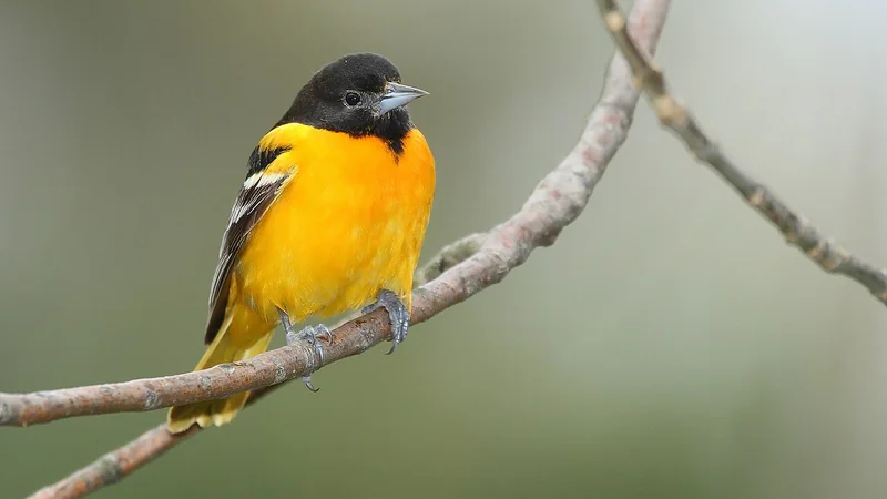 Baltimore oriole (Icterus galbula)
