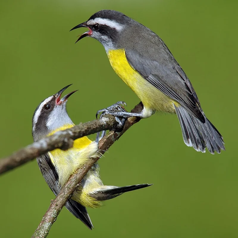 Bananaquit (Coereba flaveola) adult showing black upperparts, white supercilium, and yellow underparts