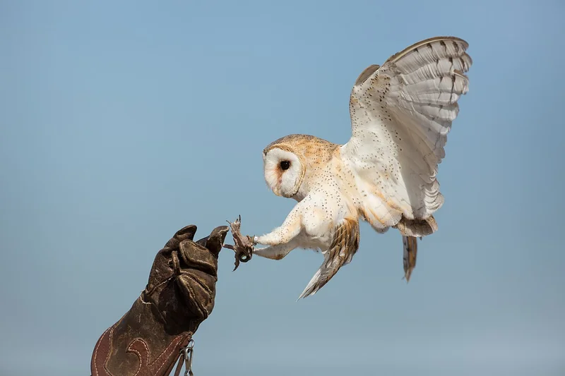 Barn owl (Tyto alba)