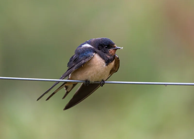 Barn swallow (Hirundo rustica)