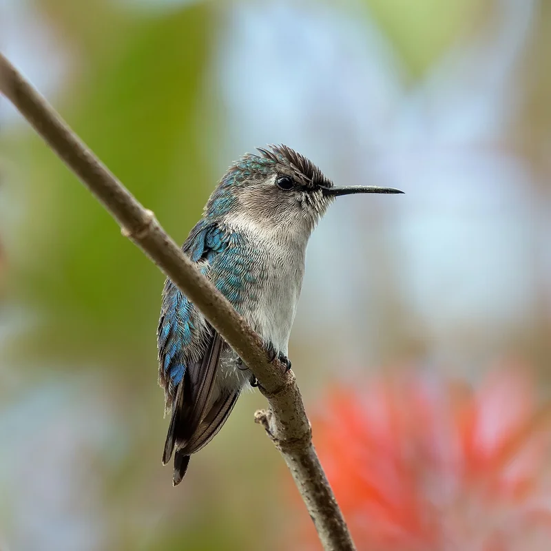 Bee hummingbird (Mellisuga helenae)