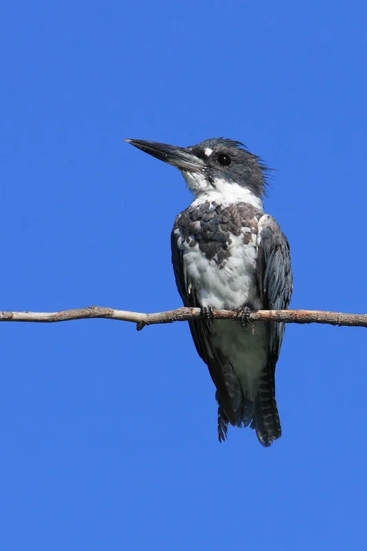 Belted kingfisher (Megaceryle alcyon)