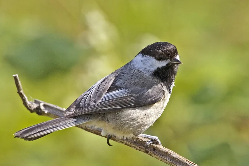 Black-capped chickadee (Poecile atricapillus)