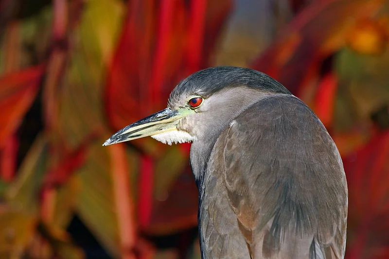 Black-crowned night heron (Nycticorax nycticorax) adult showing black cap, grey wings, white underparts, and red eye