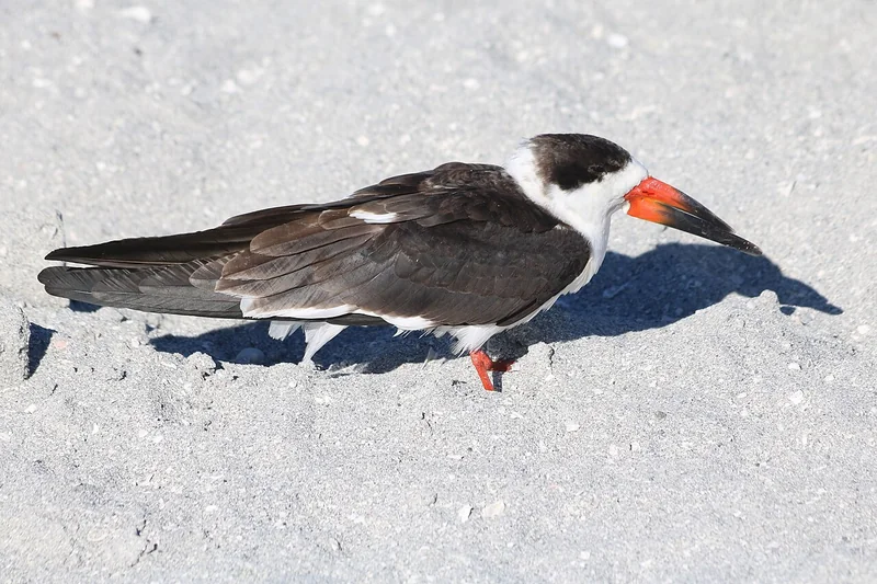 Black skimmer (Rynchops niger)