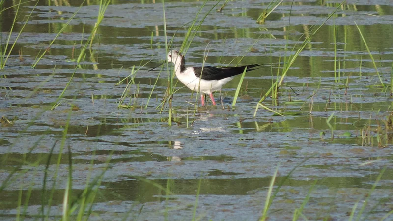 Black-winged stilt (Himantopus himantopus) wading in shallow water