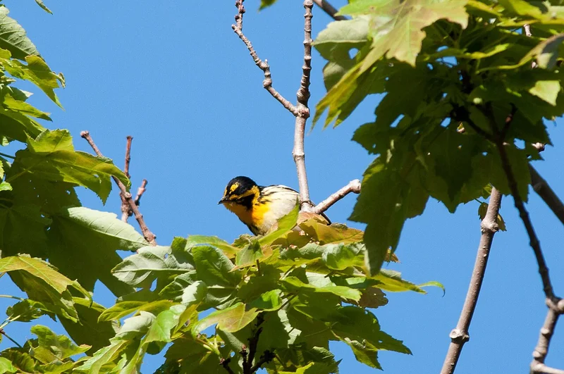 Blackburnian warbler (Setophaga fusca)