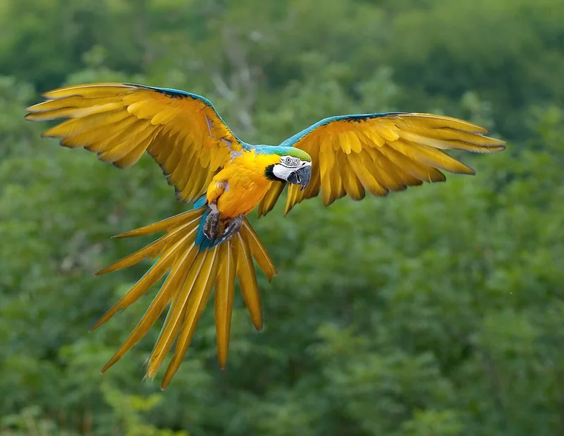Blue-and-yellow macaw (Ara ararauna)
