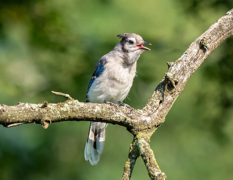 Blue jay (Cyanocitta cristata)