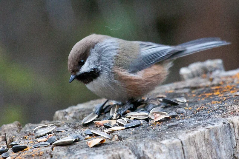 Boreal chickadee (Poecile hudsonicus)