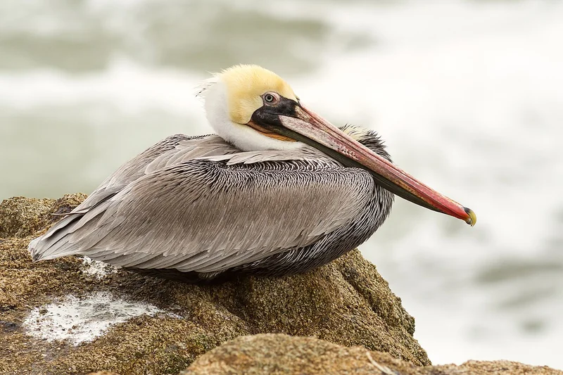Brown pelican (Pelecanus occidentalis)