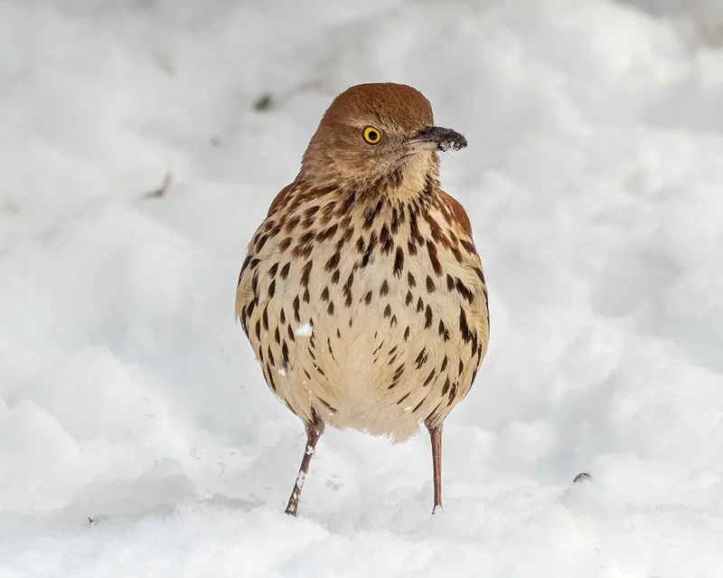 Brown thrasher (Brown thrasher)