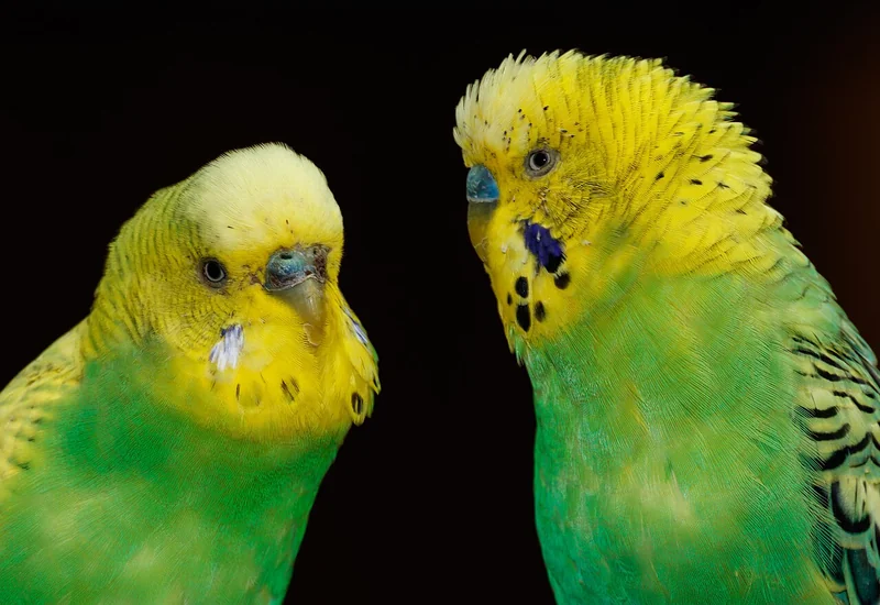 Budgerigar (Melopsittacus undulatus)