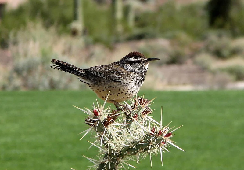 Cactus wren (Campylorhynchus brunneicapillus)