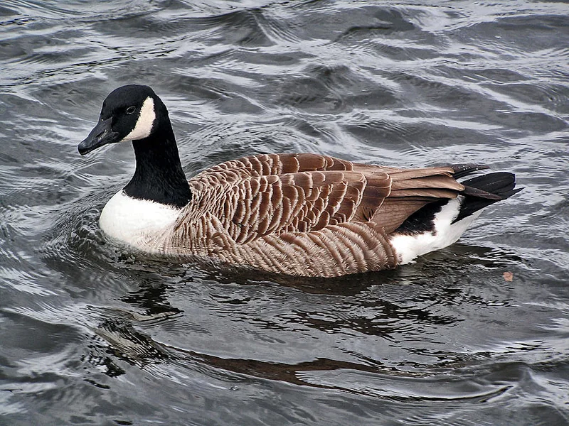 Canada goose (Branta canadensis)