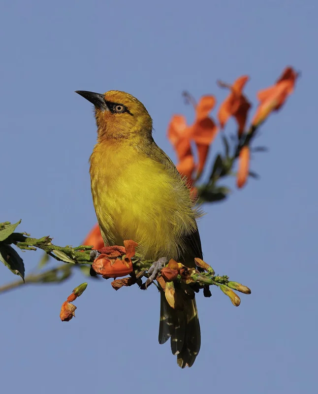 Cape weaver (Ploceus capensis) male in breeding plumage showing golden-yellow and chestnut coloration