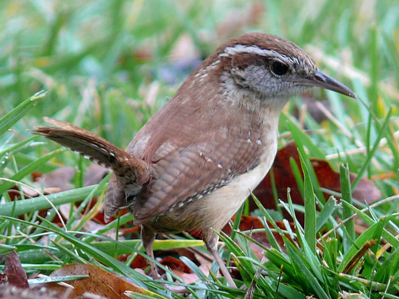 Carolina wren (Thryothorus ludovicianus)