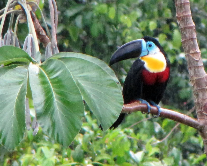 Channel-billed toucan (Ramphastos vitellinus) showing large black bill with yellow channel and vivid red rump