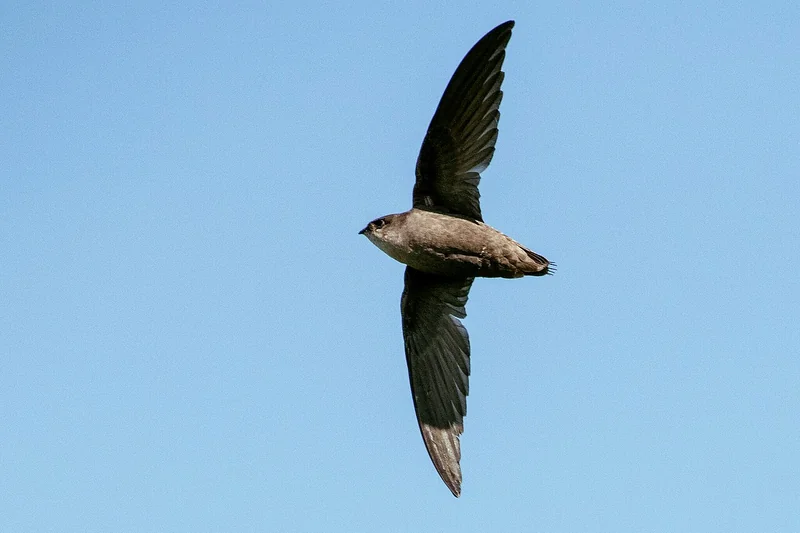 Chimney swift (Chaetura pelagica)