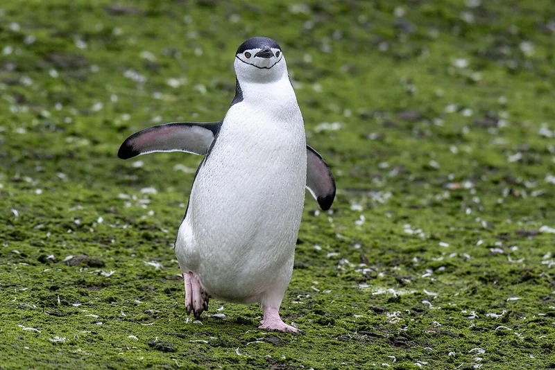 Chinstrap penguin (Pygoscelis antarcticus)