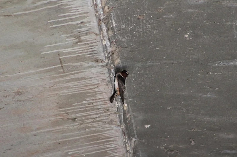 American cliff swallow (Petrochelidon pyrrhonota)