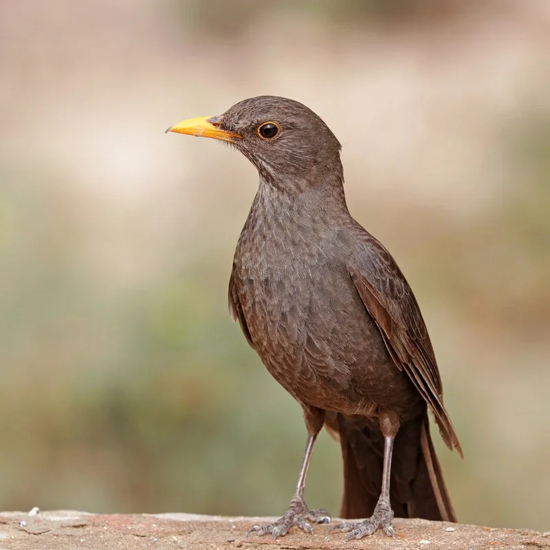 Common blackbird (Turdus merula)