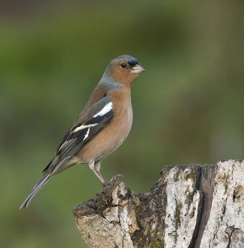 Common chaffinch (Fringilla coelebs)
