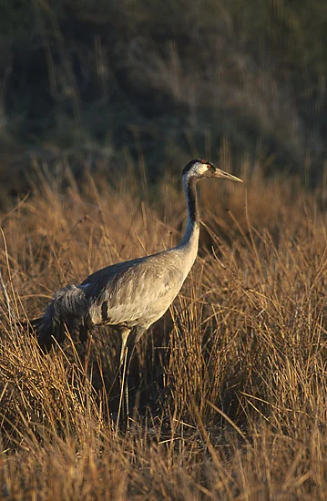 Common crane (Grus grus) adult in grey plumage with black head, white cheek-stripe, and red crown