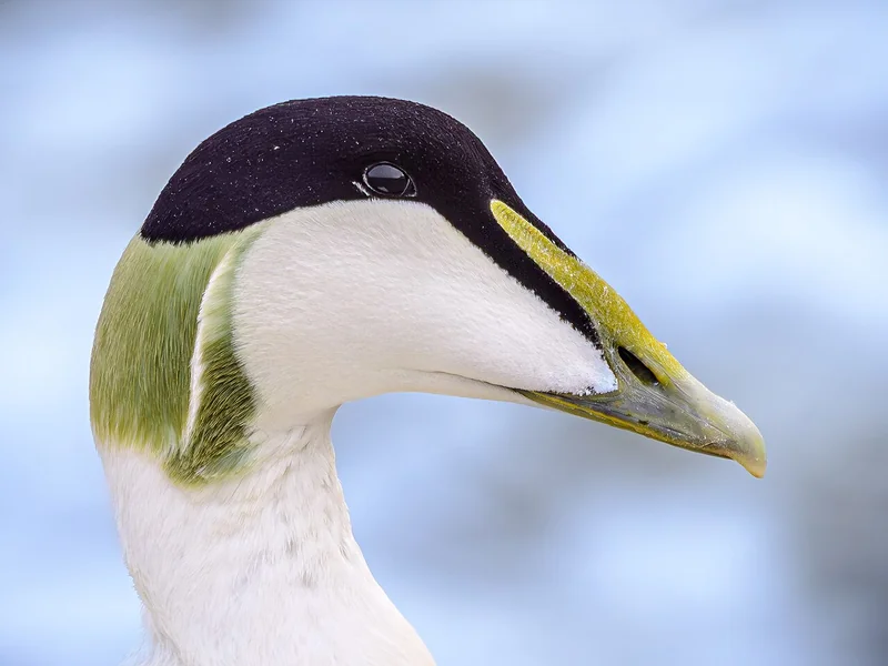 Common eider (Somateria mollissima)