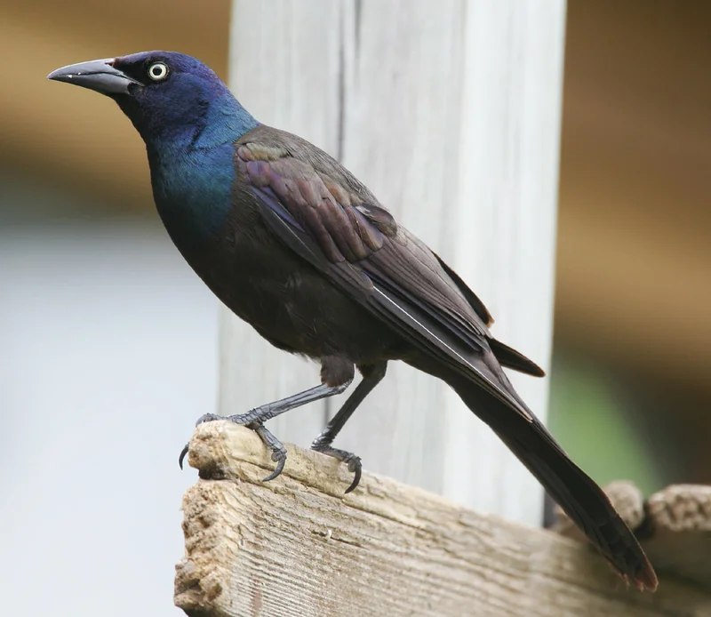 Common grackle (Quiscalus quiscula)