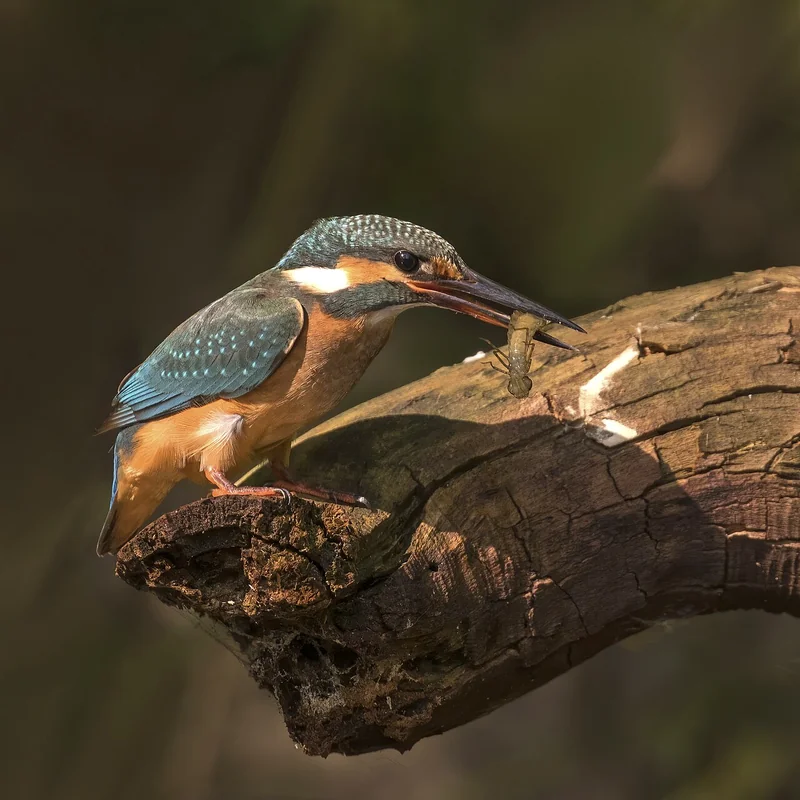 Common kingfisher (Alcedo atthis)
