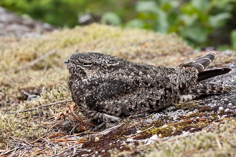Common nighthawk (Chordeiles minor) adult at rest showing cryptic grey-brown plumage and white wing bars
