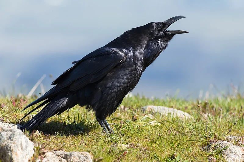 Common raven (Corvus corax)