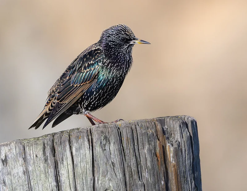 Common starling (Sturnus vulgaris)