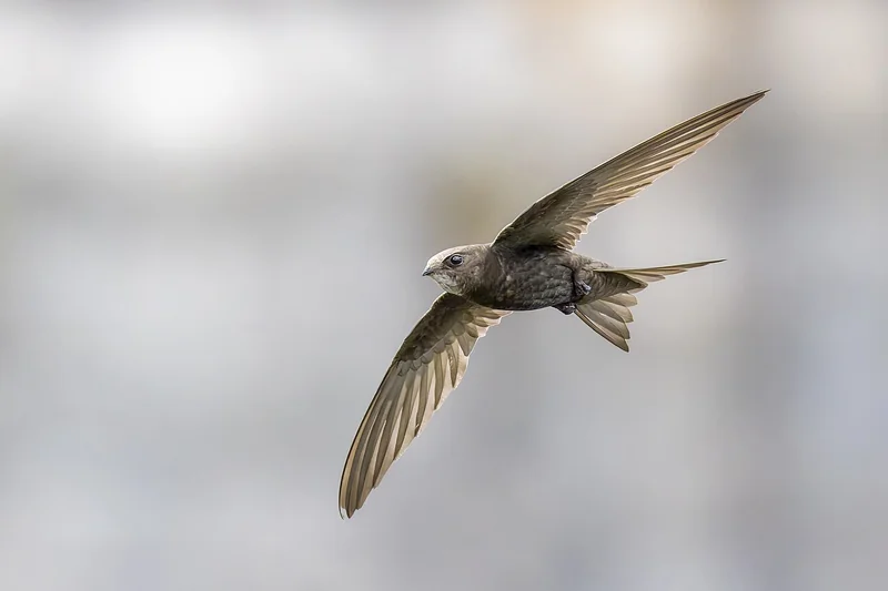 Common swift (Apus apus)