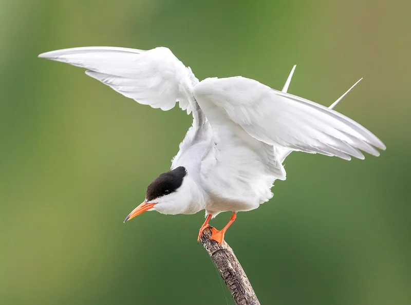 Common tern (Sterna hirundo)