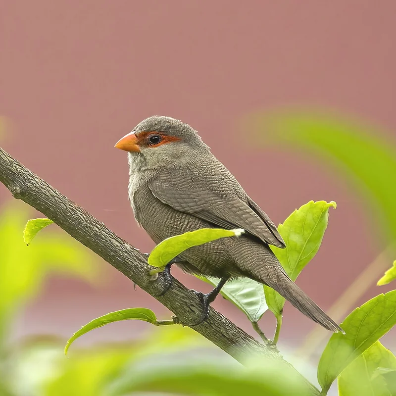 Common waxbill (Estrilda astrild) adult showing its distinctive red bill, mask, and barred plumage