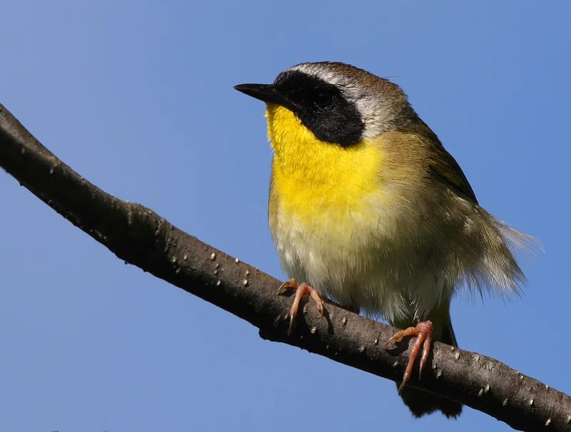 Common yellowthroat (Geothlypis trichas)